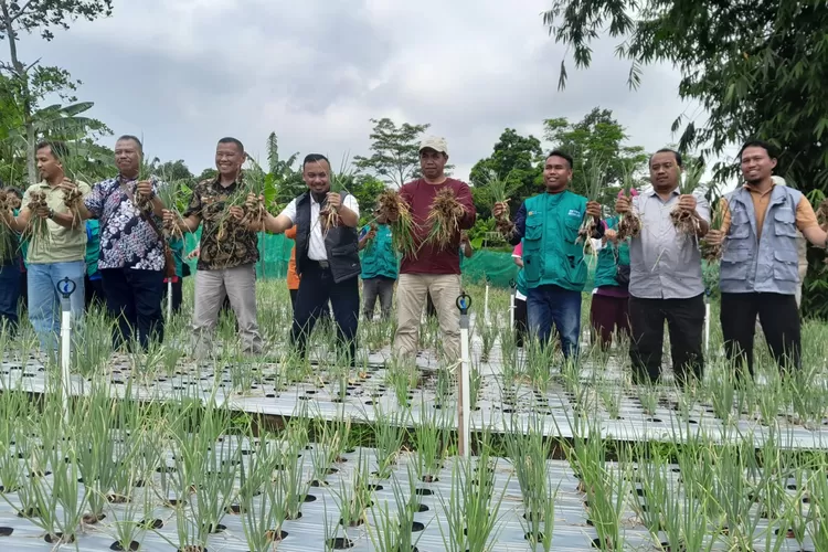 Panen Pertama Bawang Merah Petani Milenial Bunton Berjalan Sukses Berkat Dukungan PLN Indonesia Power