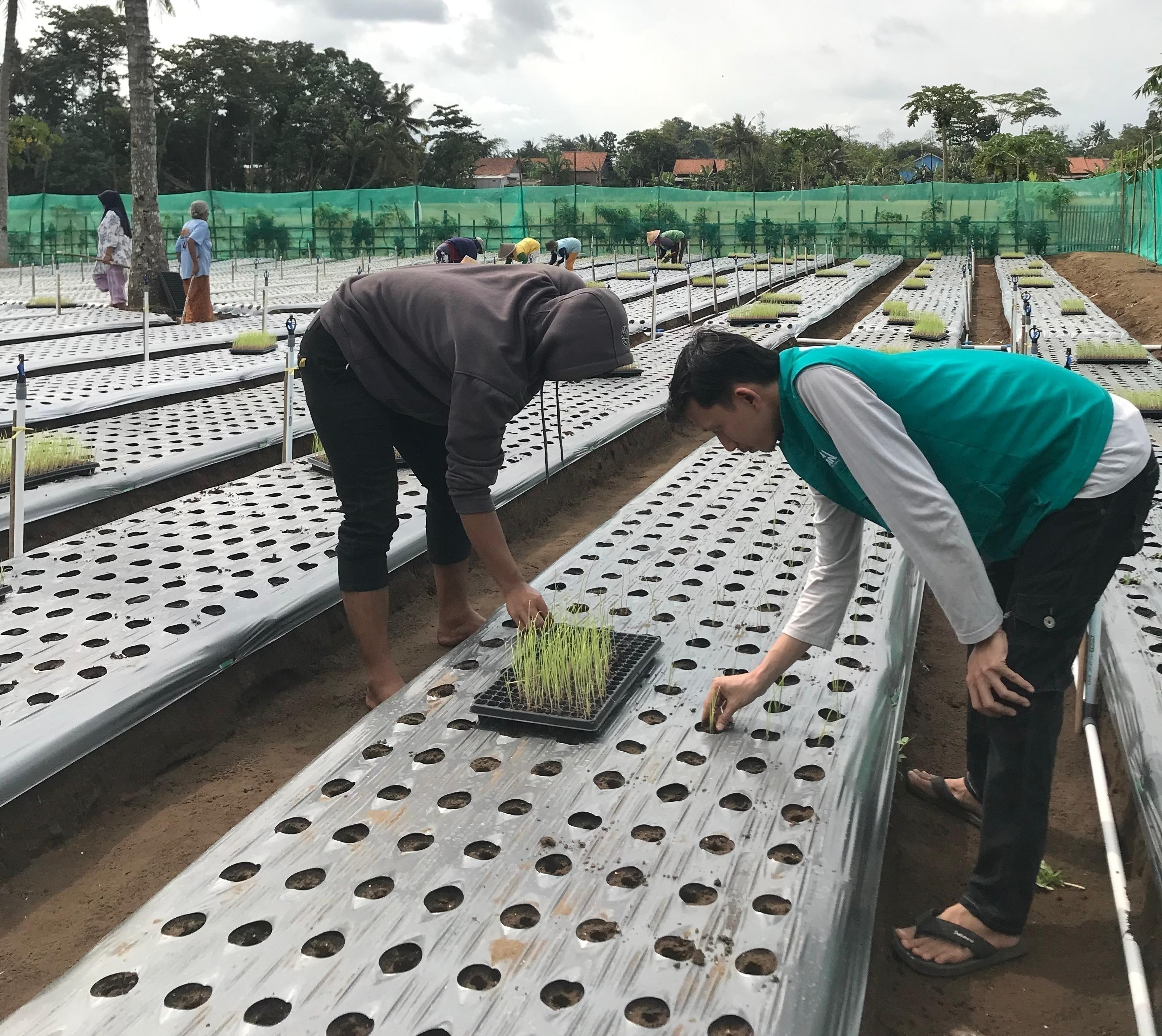 Penanaman Benih ke Bendengan
